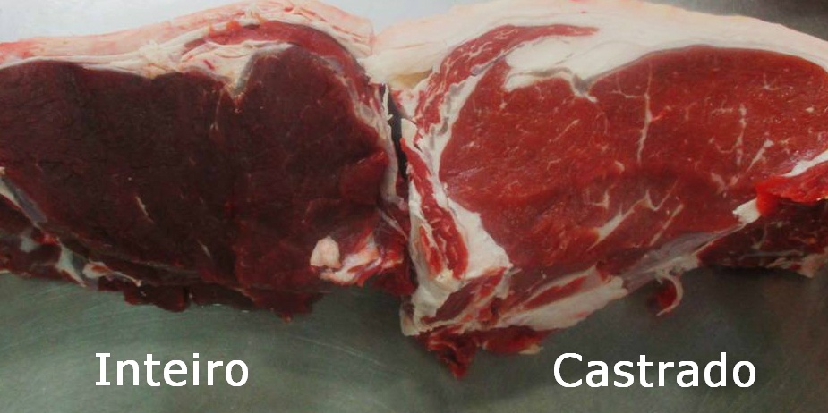 Esquerda: carne de um animal inteiro de 16 meses de idade. Direita: Animal de 16 meses de idade, castrado. Fonte: Giro do Boi (2016b).